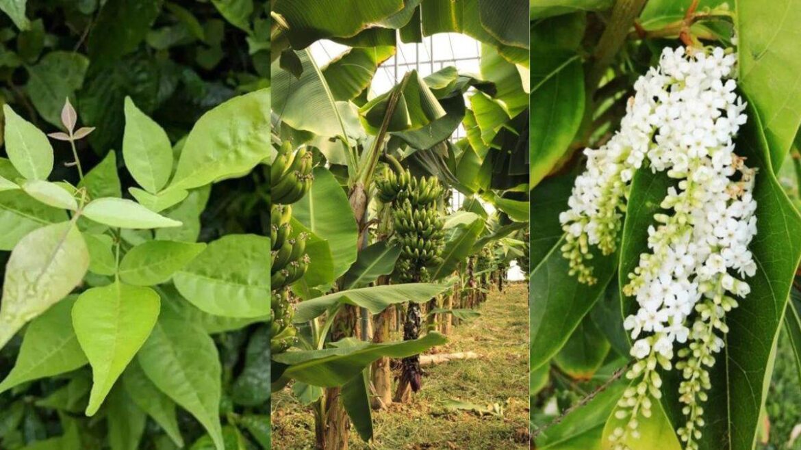 Sawan 2024: सावन के महीने में इन पांच में से एक पौधा घर में लाएं, आपकी झोली खुशी से भर जाएगी और माता लक्ष्मी भी कृपा करेगी।