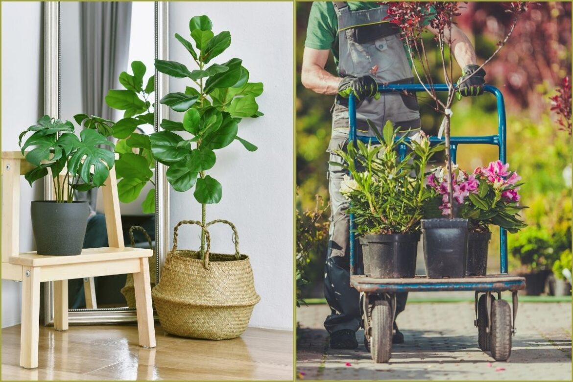 Vastu Shastra: घर में पौधे रखने के लिए उचित स्थान क्या है?