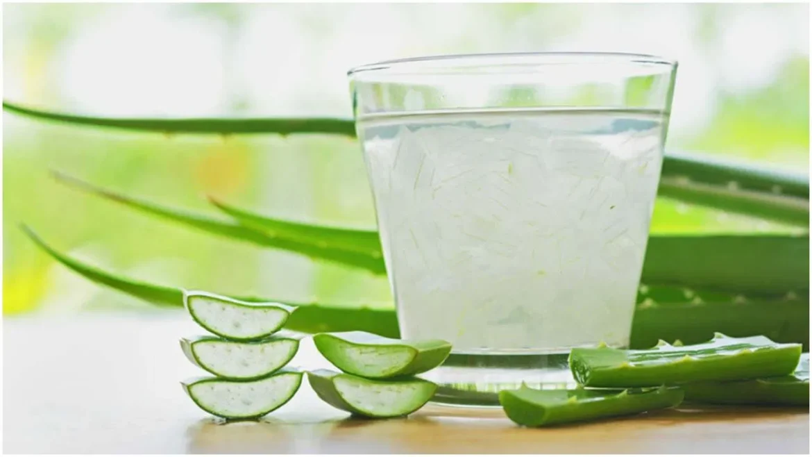 क्या हर दिन Aloe Vera जूस पीना सही है? जानें विशेषज्ञ की सलाह।