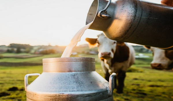 RAJASTHAN NEWS : दूध उत्पादन में राजस्थान बनेगा नंबर वन राज्य