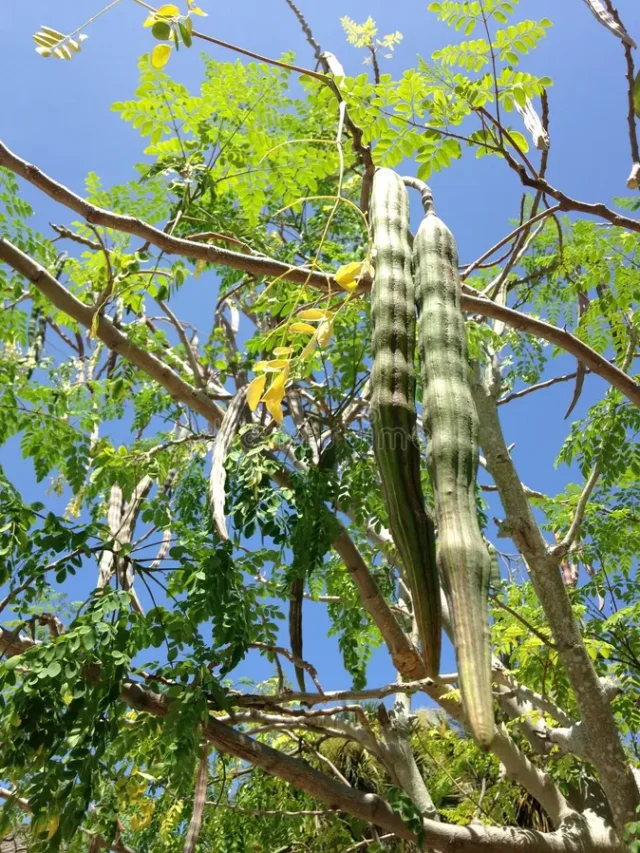 Moringa
