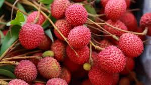 APEDA: India Flags Off First Consignment of Rose-Scented Litchi from Pathankot to Qatar