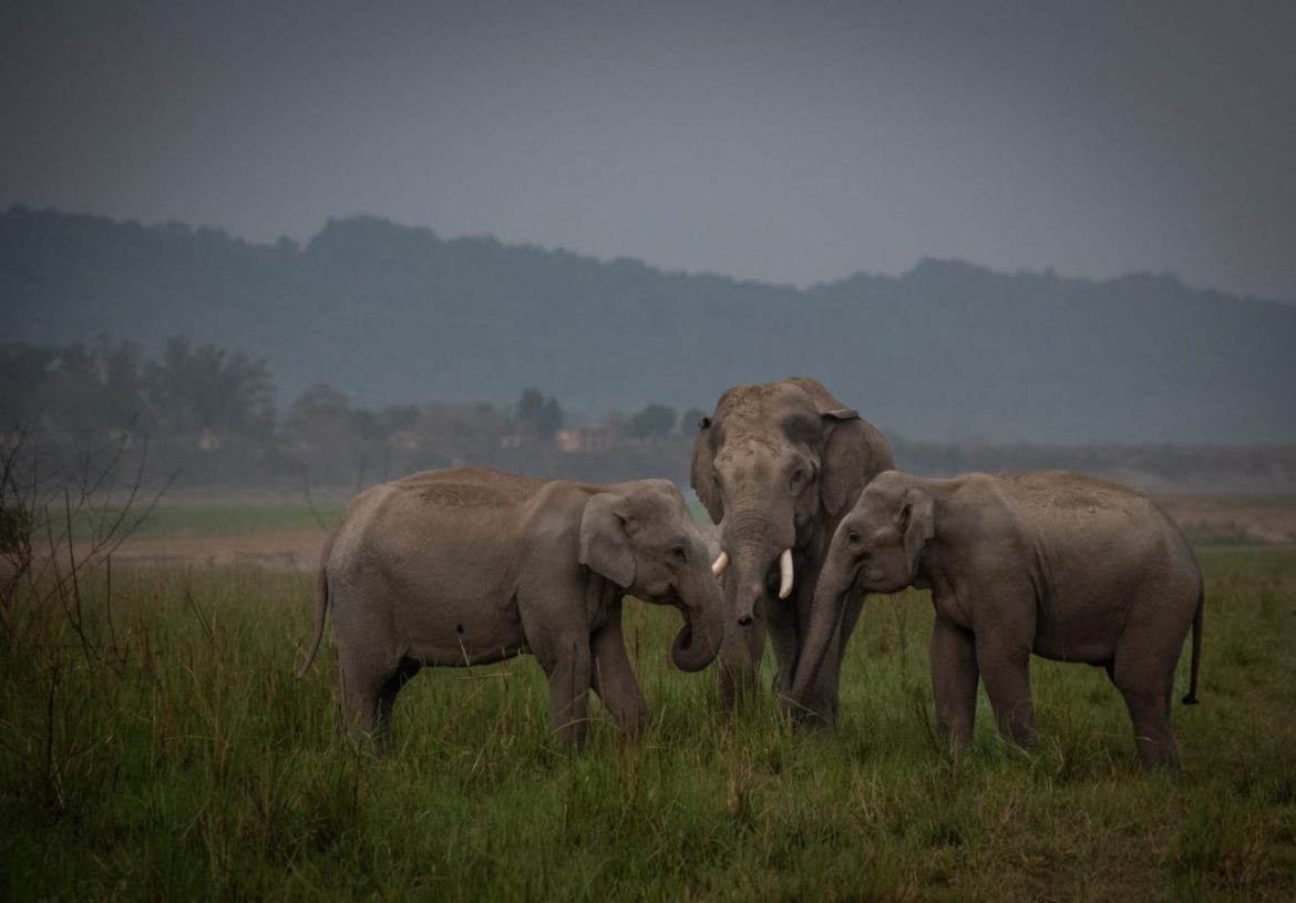 World Elephant Day 2025 को कोयंबटूर, तमिलनाडु में 12 अगस्त को मनाया जाएगा