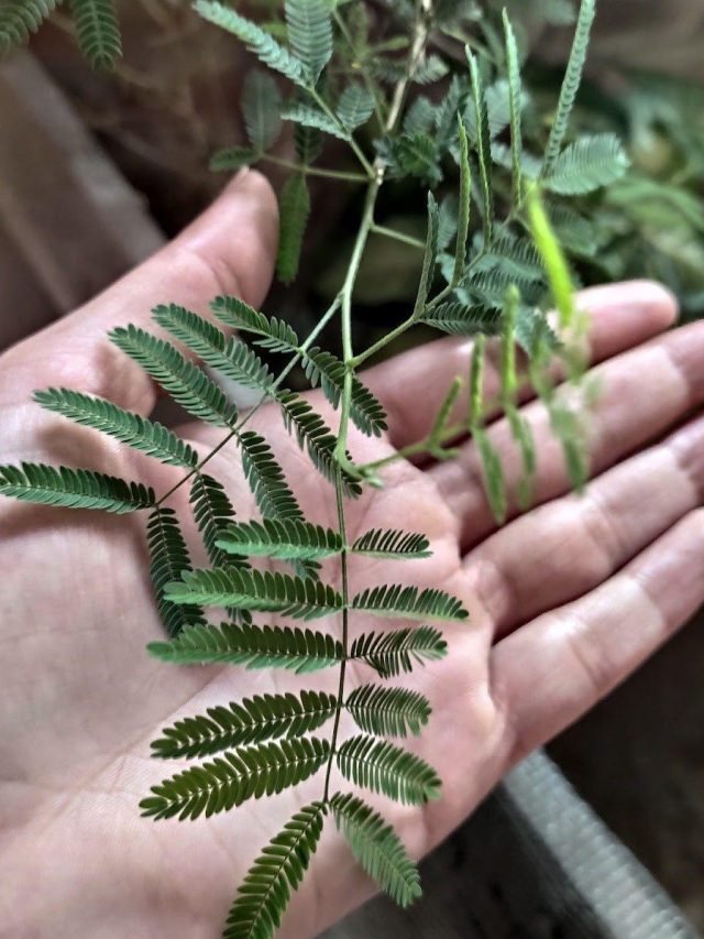 Where is it best to plant a Shami plant in the house?