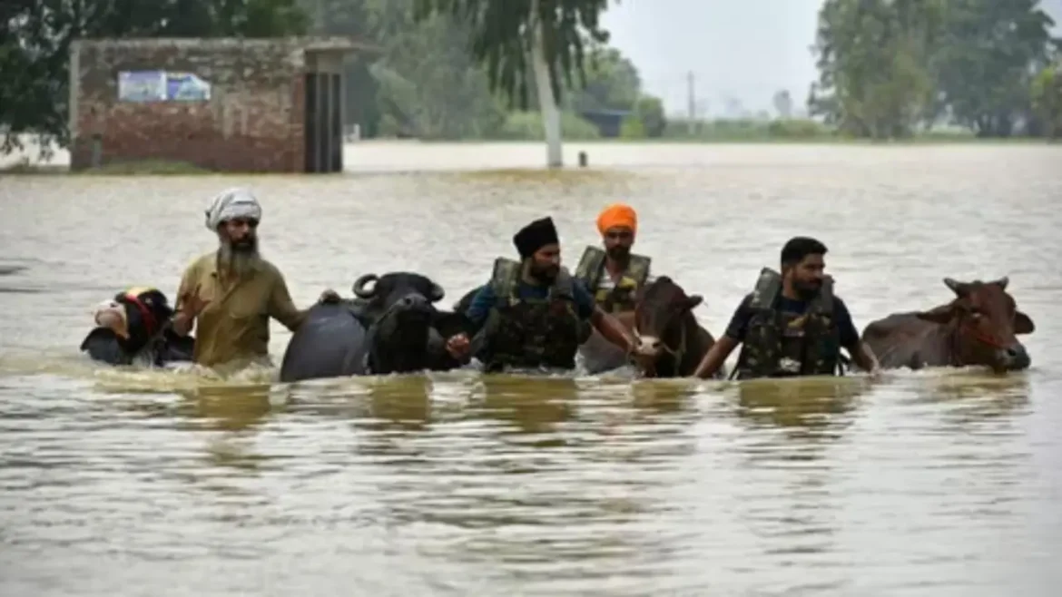 Punjab Govt ने बाढ़ के बाद पशुधन संरक्षण रणनीति का अनावरण किया