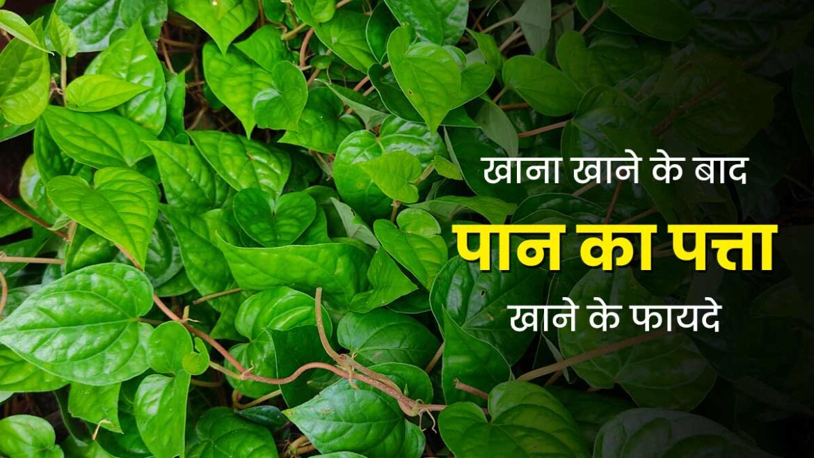 पान के पत्ते के फायदे: खाना खाने के बाद खाएं ये हरी चीज, दूर होगी सांस की बदबू और दांतों का पीलापन