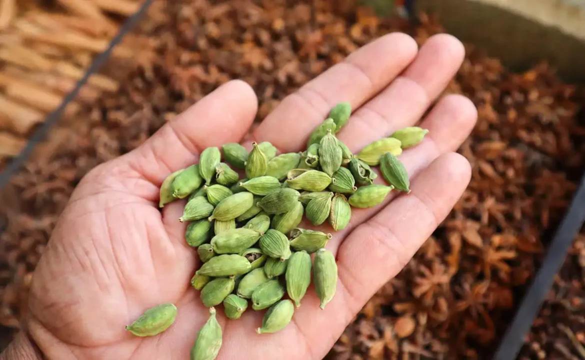 Cardamom Benefits: रोजाना इलायची चबाने से मिलते हैं 11 अद्भुत फायदे, जानें