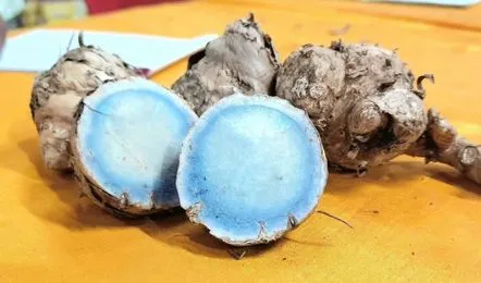 Blue Turmeric Benefits: प्रियंका गांधी रोज खाती हैं नीली हल्दी, जानें इसके स्वास्थ्य लाभ