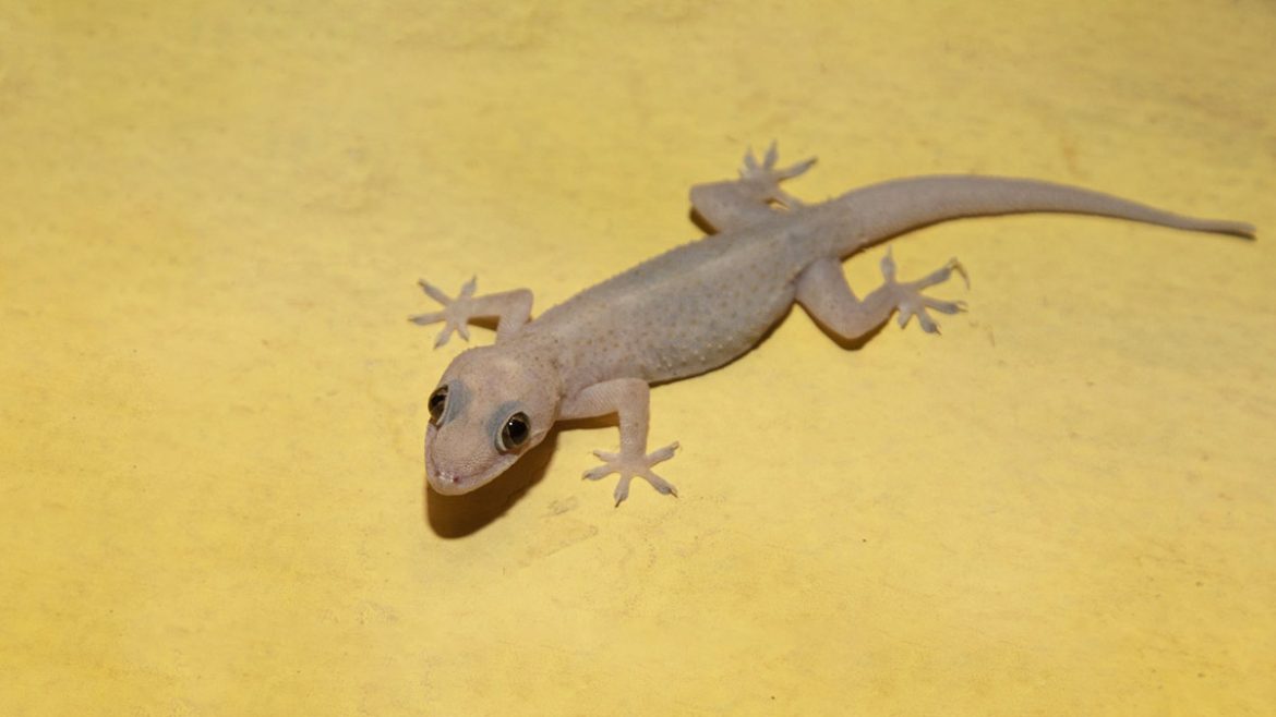 Home Remedies for Lizards: दीवारों के कोनों पर इन स्प्रे से मिलेगा छुटकारा, छिपकलियों का आतंक होगा खत्म