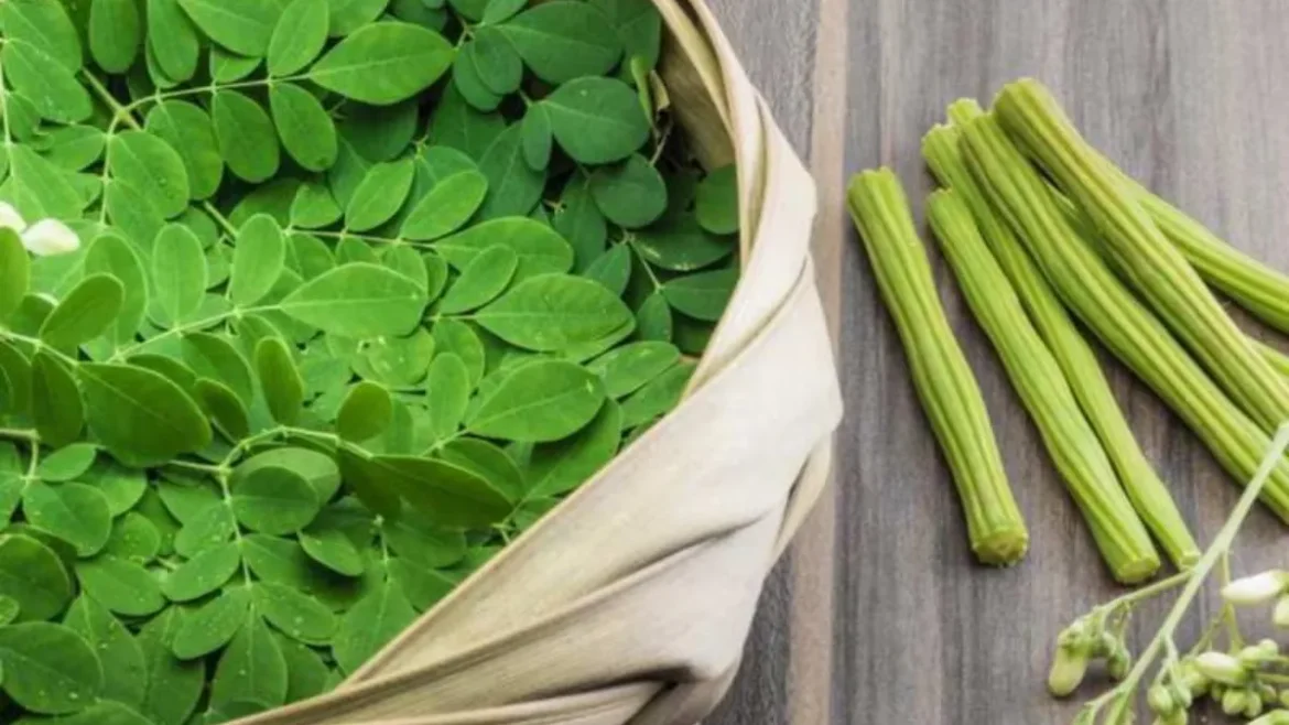 Moringa Leaves Benefits: रोजाना खाएं मोरिंगा, बीमारियों से पाएं बचाव, जानें कैसे करे सेवन और क्या हैं फायदे