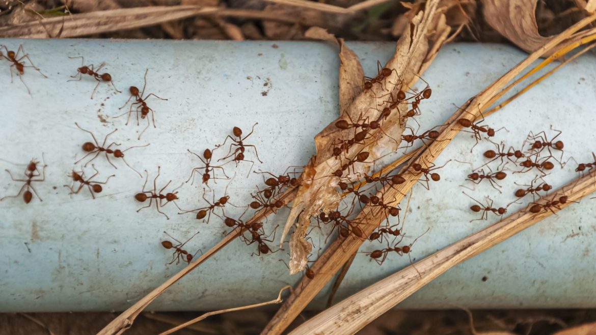 Red Ants Home Remedies: गर्मी में लाल चीटियों से छुटकारा पाने के आसान घरेलू उपाय